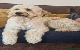 Goldendoodle dogs for stud: Beautiful large goldendoodle for stud - Image 2