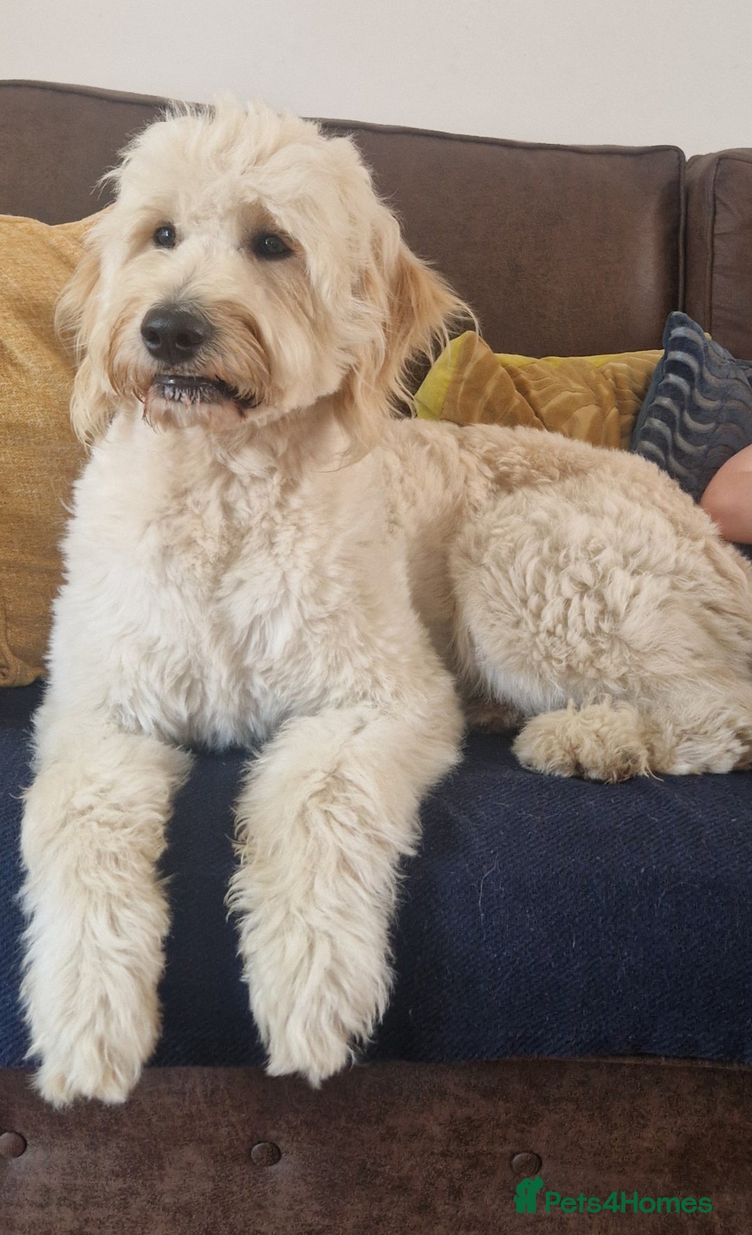 Goldendoodle dogs for stud: Beautiful large goldendoodle for stud - Image 2