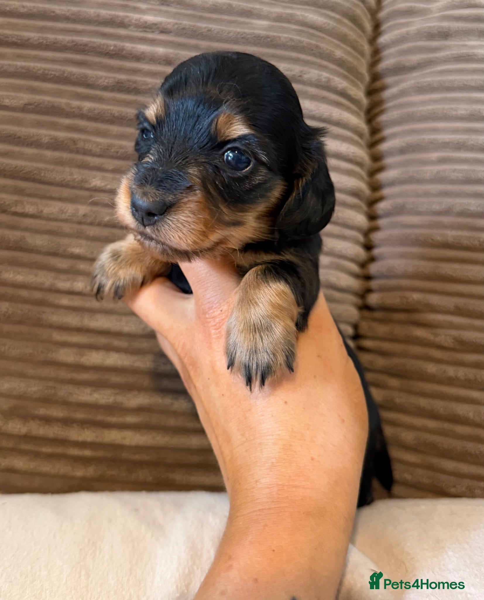 Miniature Dachshund dogs for sale: Miniature longhaired dachshunds  - Advert 13