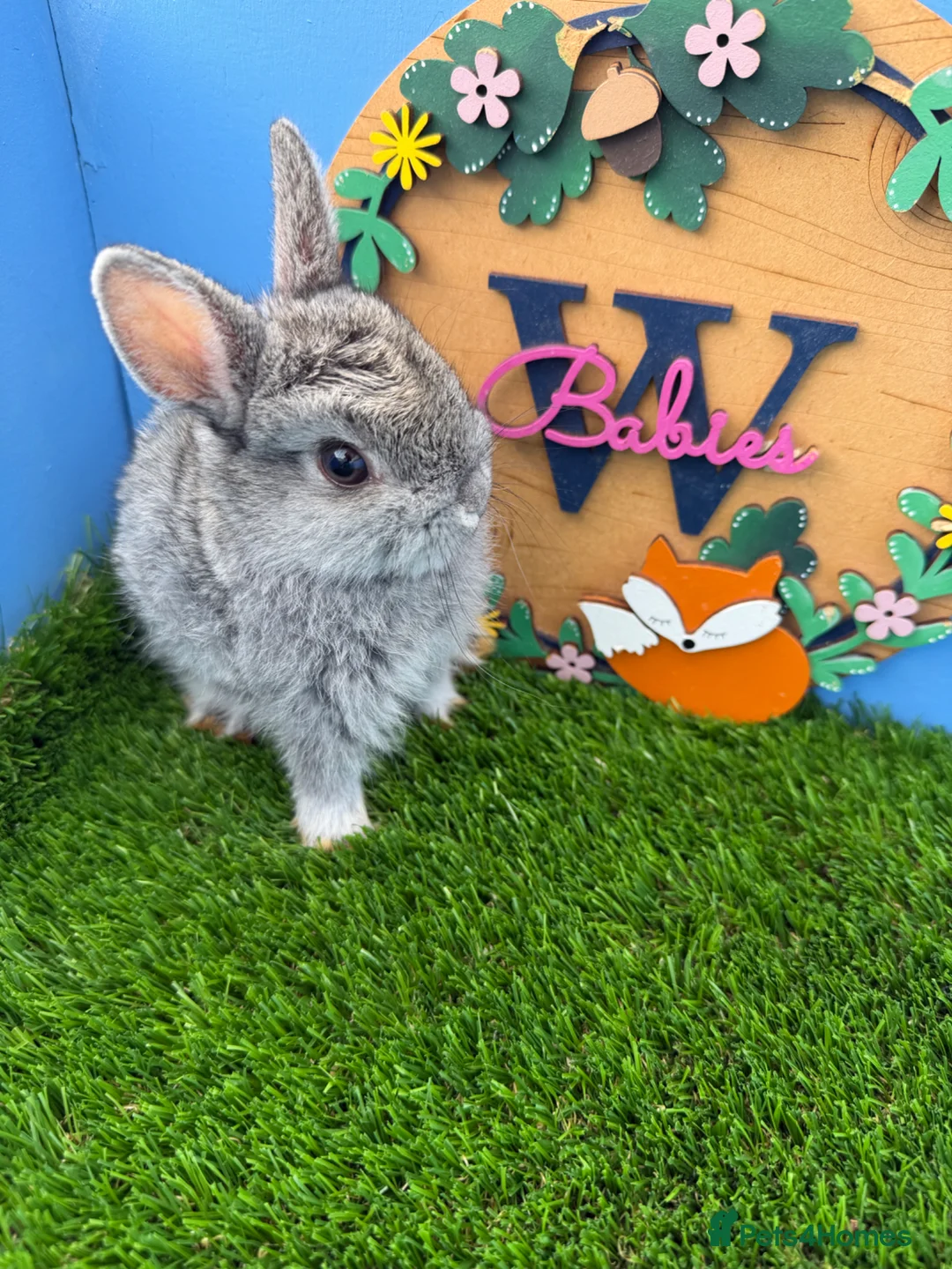 Netherland Dwarf rabbits for sale: Pure bred Netherland dwarf Baby Rabbits  - Advert 2