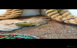 Bearded Dragon reptiles for sale: Female bearded dragon with full set up - Image 5