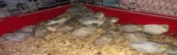 Quail poultry for sale: QUAILS/CHINESE PAINTED BUTTONS ! - Advert 11