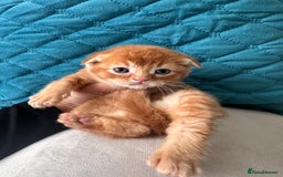 Scottish Fold cats for sale: Scottish fold kittens for sale  - Image 1