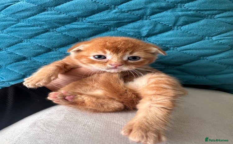 Scottish Fold cats - Advert 2