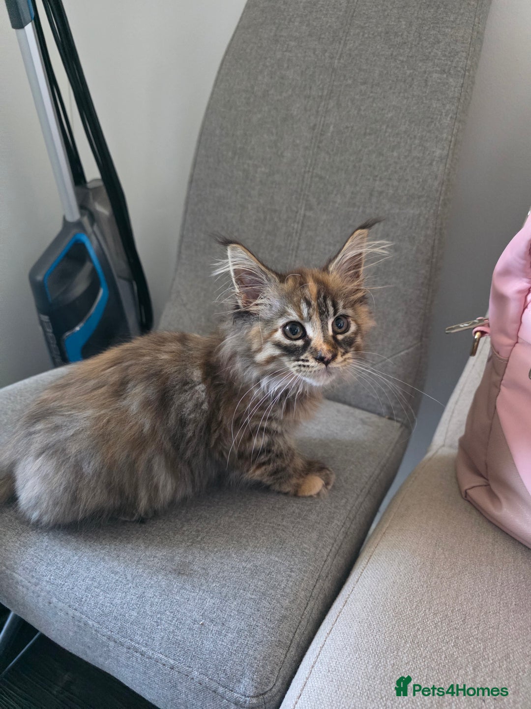 Maine Coon cats for sale: 💗Stunning maincoon kitten willow 💗 - Image 5