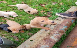 Mixed Breed dogs for sale: Labrador x sprocker - Advert 9