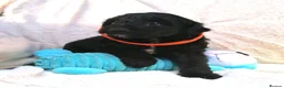 Jackapoo dogs for sale: 7 Beautiful Jackapoo puppies  - Advert 3
