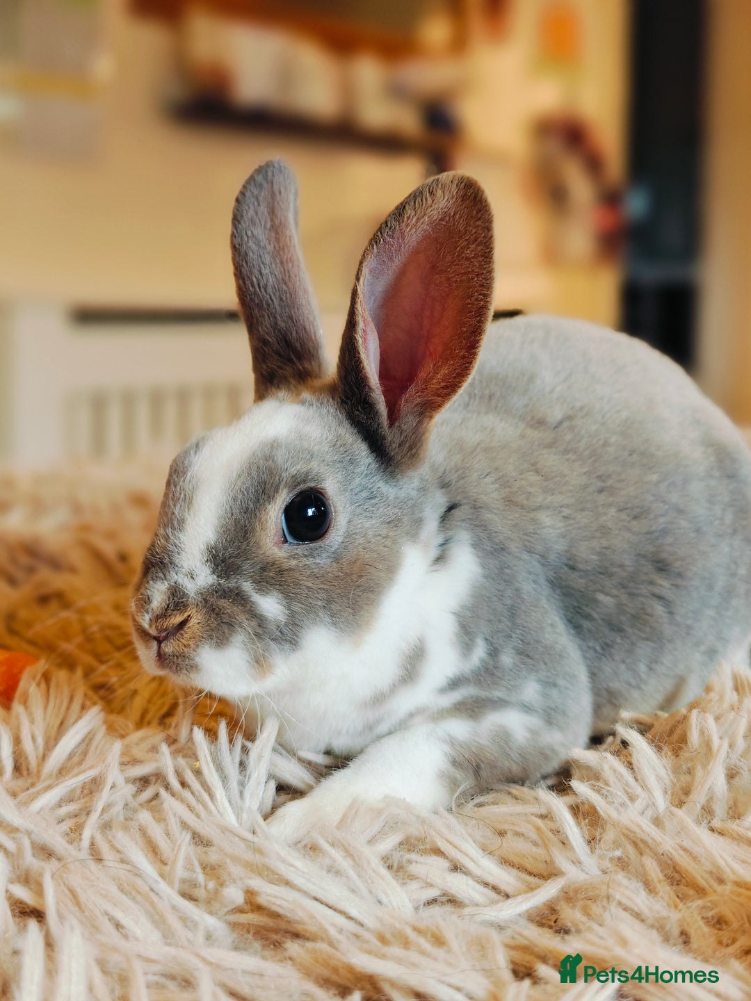 Rex rabbits for sale: Mini Rex Does - Advert 9