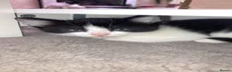 Mixed Breed cats for sale: Kittens looking for forever homes - Advert 4