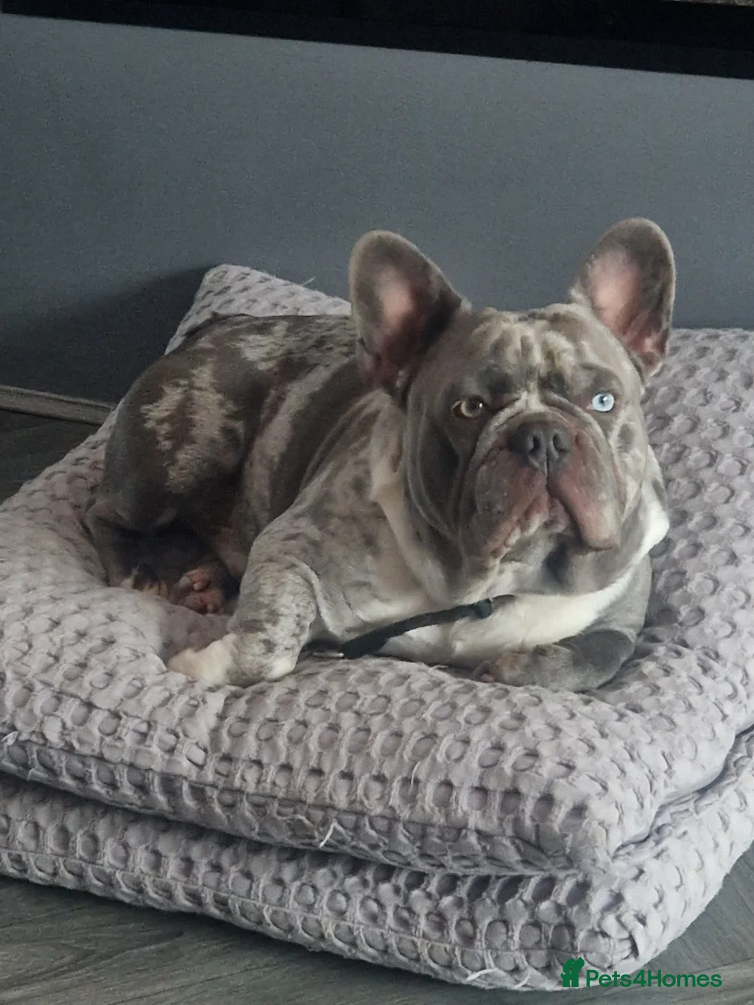 French Bulldog dogs for stud: LILAC MERLE STUD in Wednesbury - Advert 7