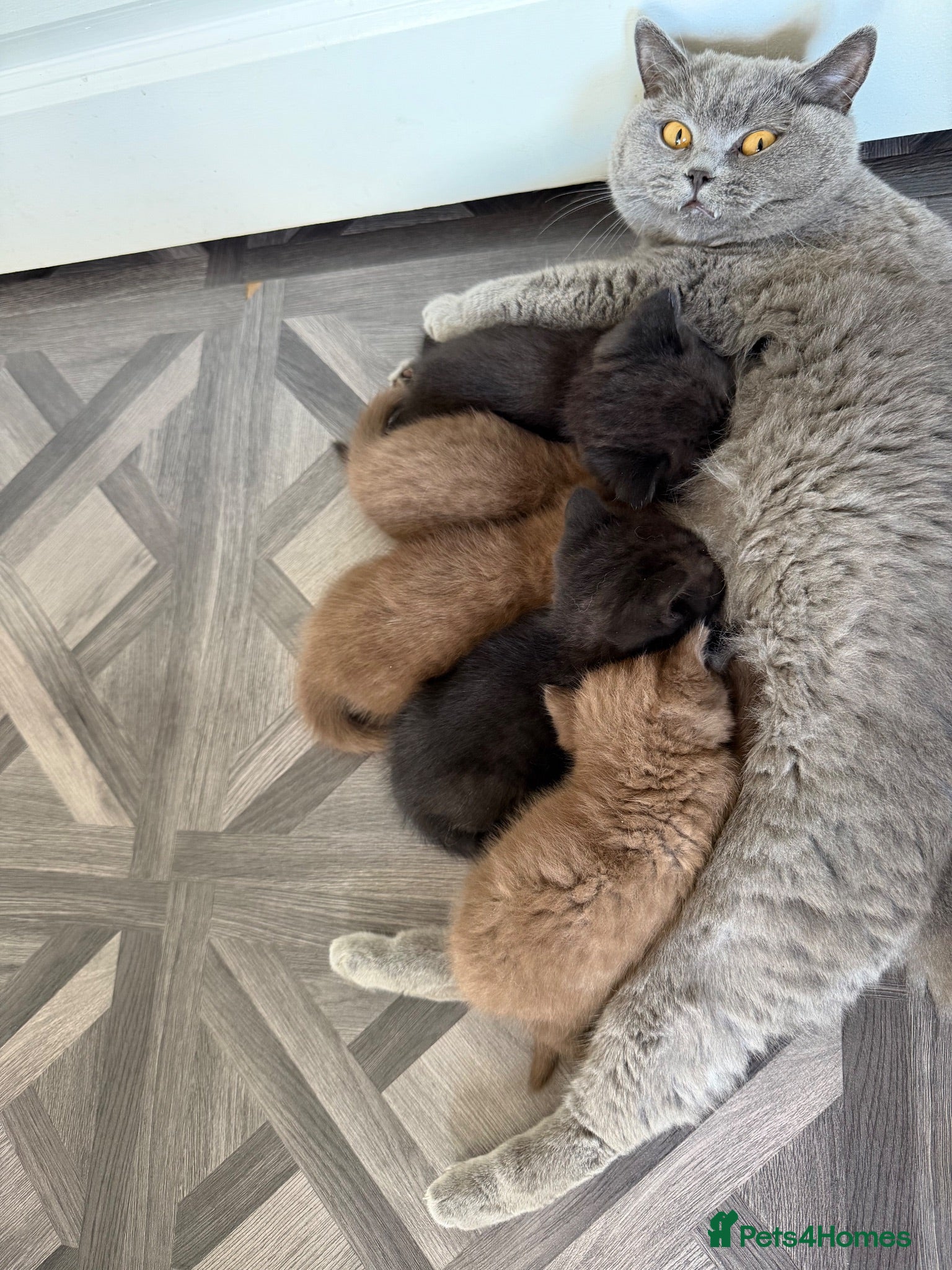 British Shorthair cats *REDUCED & ONLY 2 LEFT* British Shorthair Kittens  - Advert 2