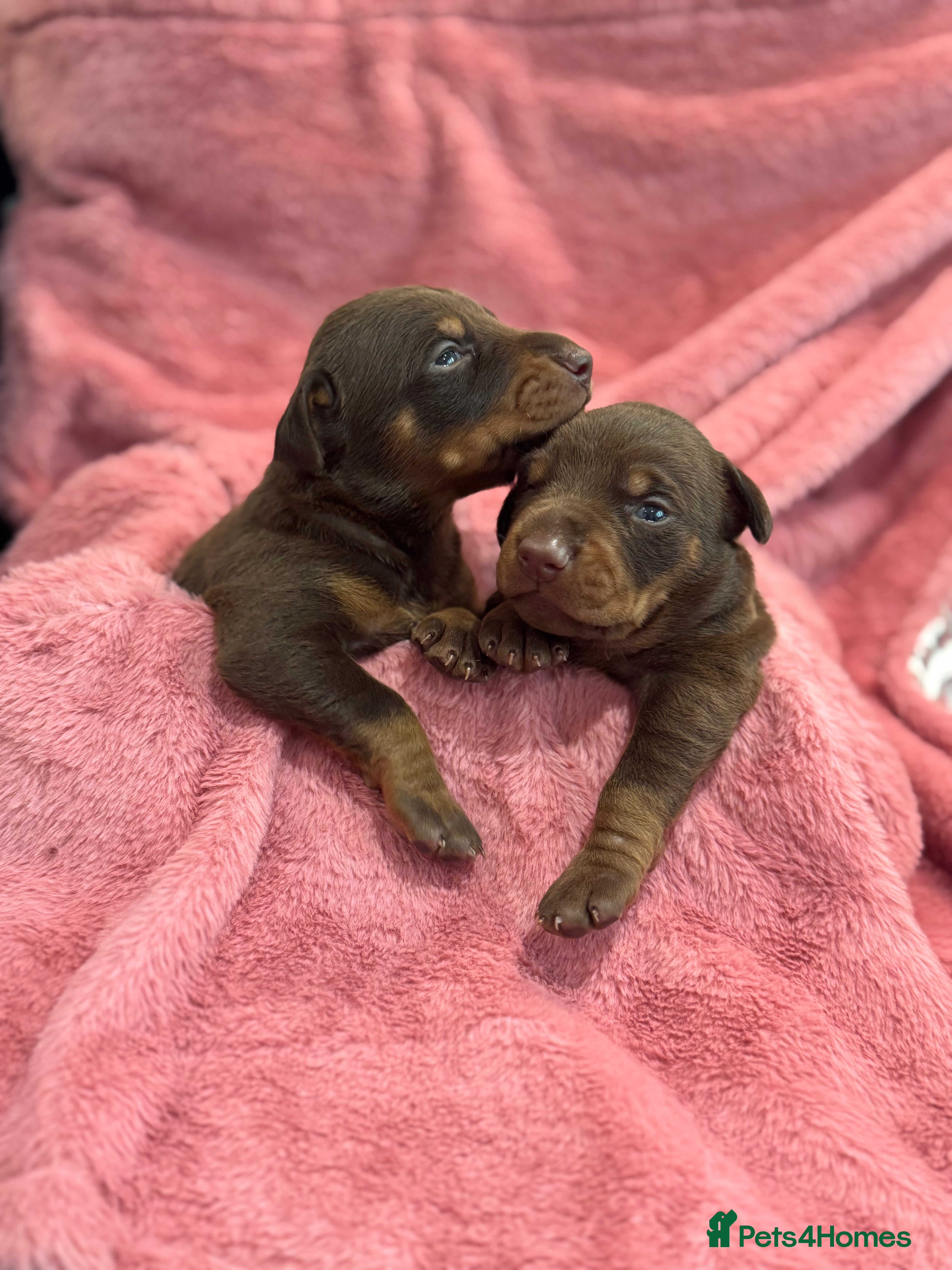 Dobermann dogs Brown and tanned Doberman puppies KC registered   - Advert 3