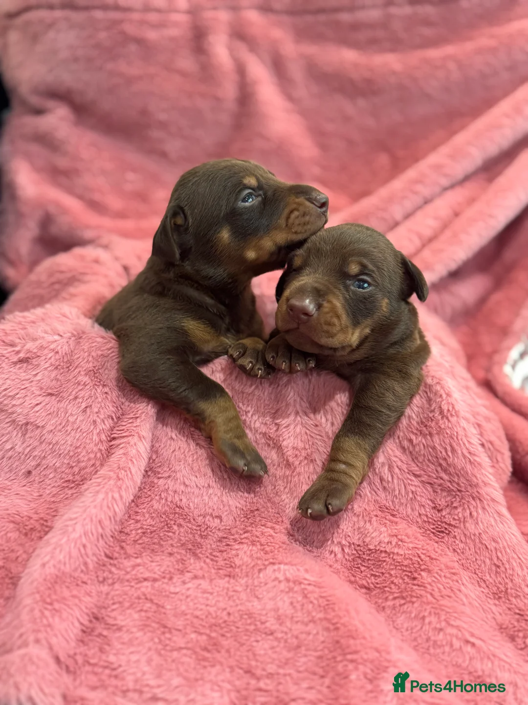 Dobermann dogs for sale: Brown and tanned Doberman puppies KC registered   - Advert 1