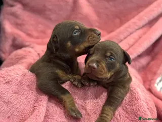 Dobermann dogs Brown and tanned Doberman puppies KC registered - Advert 3