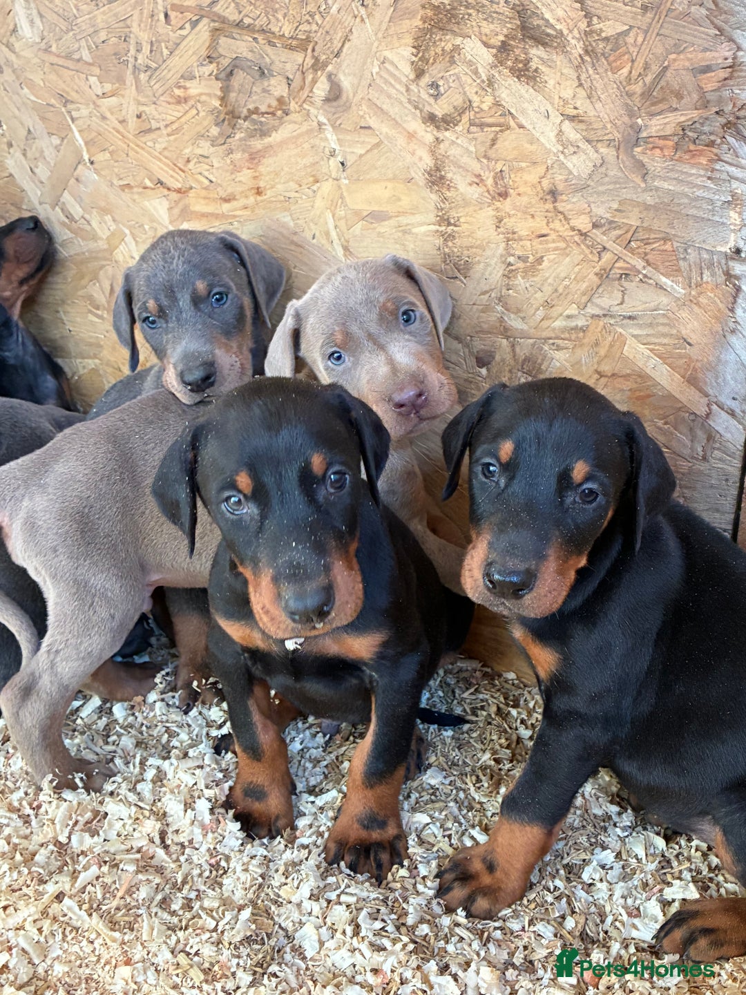 Dobermann dogs for sale: Beautiful puppy’s  - Image 10