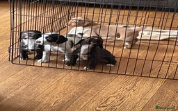 Sprocker dogs for sale: Sprocker puppies in Betchworth - Image 7