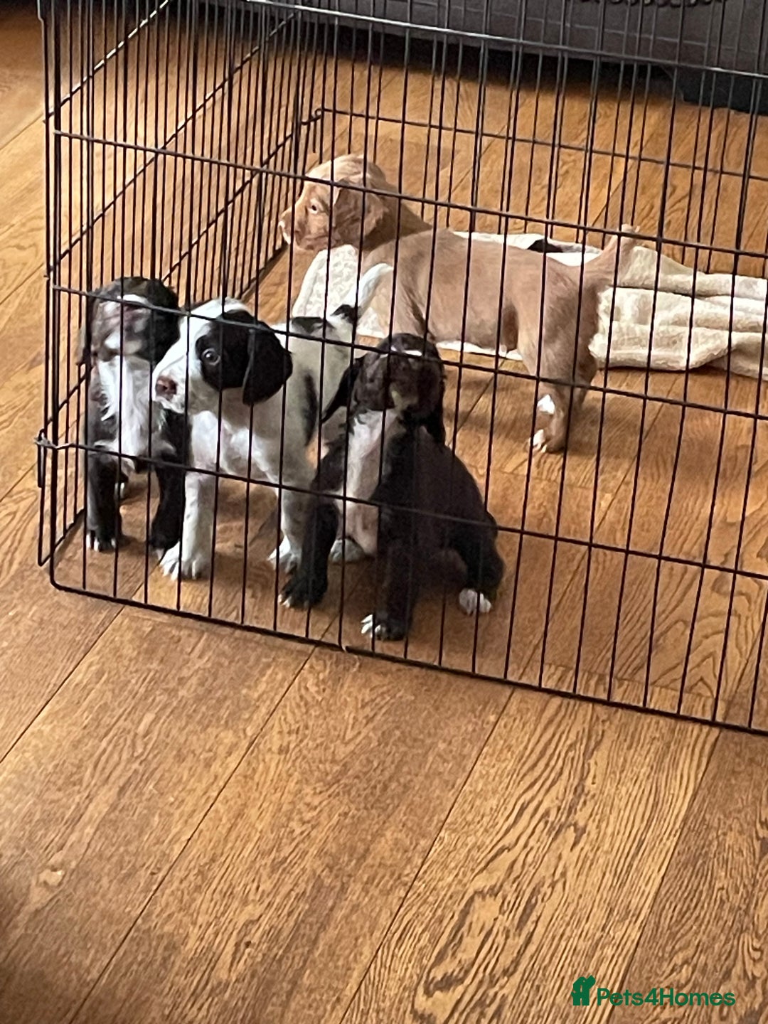 Sprocker dogs for sale: Sprocker puppies in Betchworth - Image 7