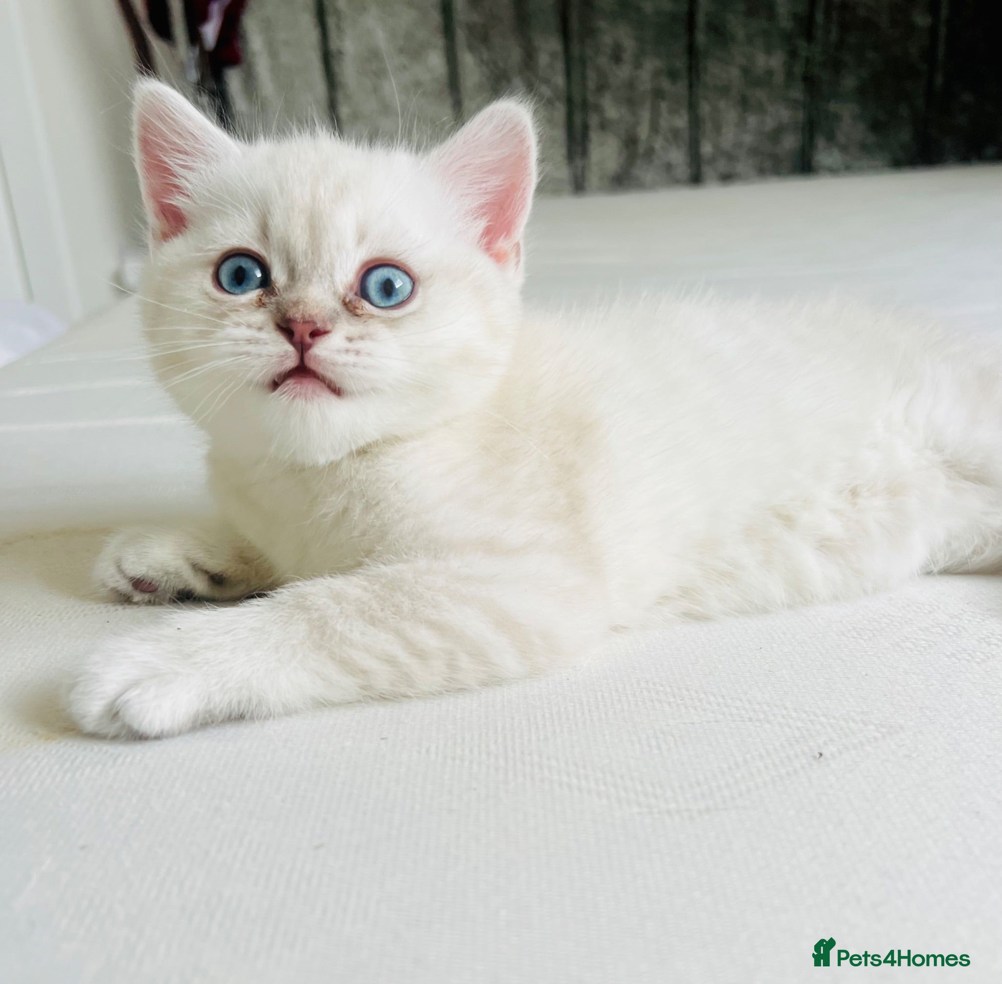Scottish Fold cats Scottish fold and straight kittens - Advert 14