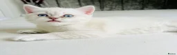Scottish Fold cats for sale: Scottish fold and straight kittens - Advert 4