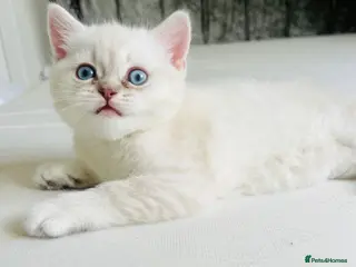 Scottish Fold cats Scottish fold and straight kittens - Advert 14