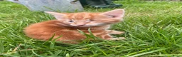 Domestic Shorthair cats for sale: Blind kitten in need of a loving home - Advert 6