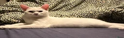 Mixed Breed cats for sale: Beautiful friendly kittens - Advert 1