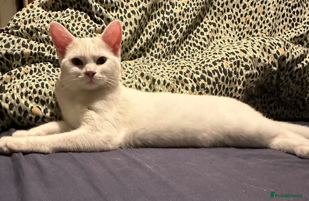 Mixed Breed cats for sale: Beautiful friendly kittens - Advert 1