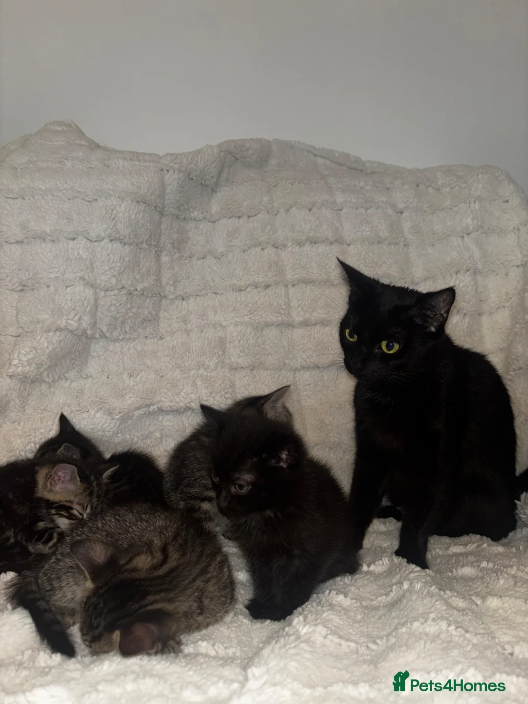 Mixed Breed cats for sale: 6 Adorable Kittens For Sale (To Leave by 17 June) - Advert 2