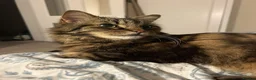 Domestic Shorthair cats for adoption: Lucky is looking for special forever home  - Advert 5