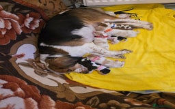 Beagle dogs for sale:  Beagles Puppies  - Image 7