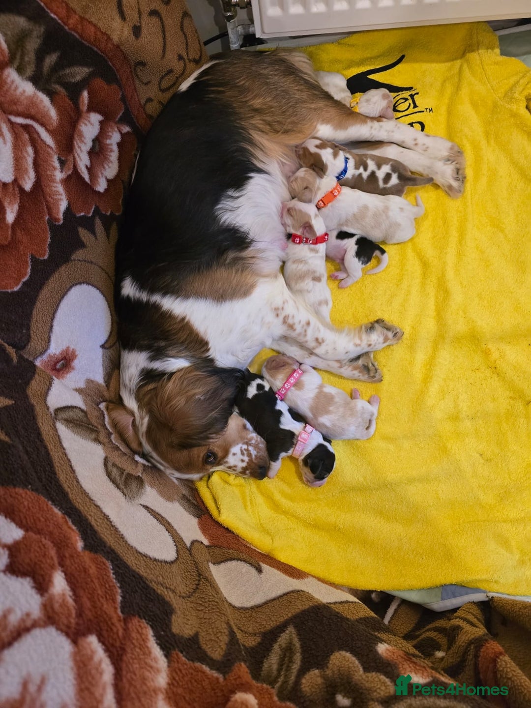 Beagle dogs for sale:  Beagles Puppies  - Image 7
