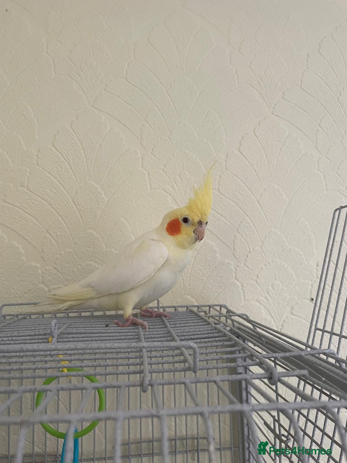 Cockatiels birds Cockatiel with cage - Advert 12