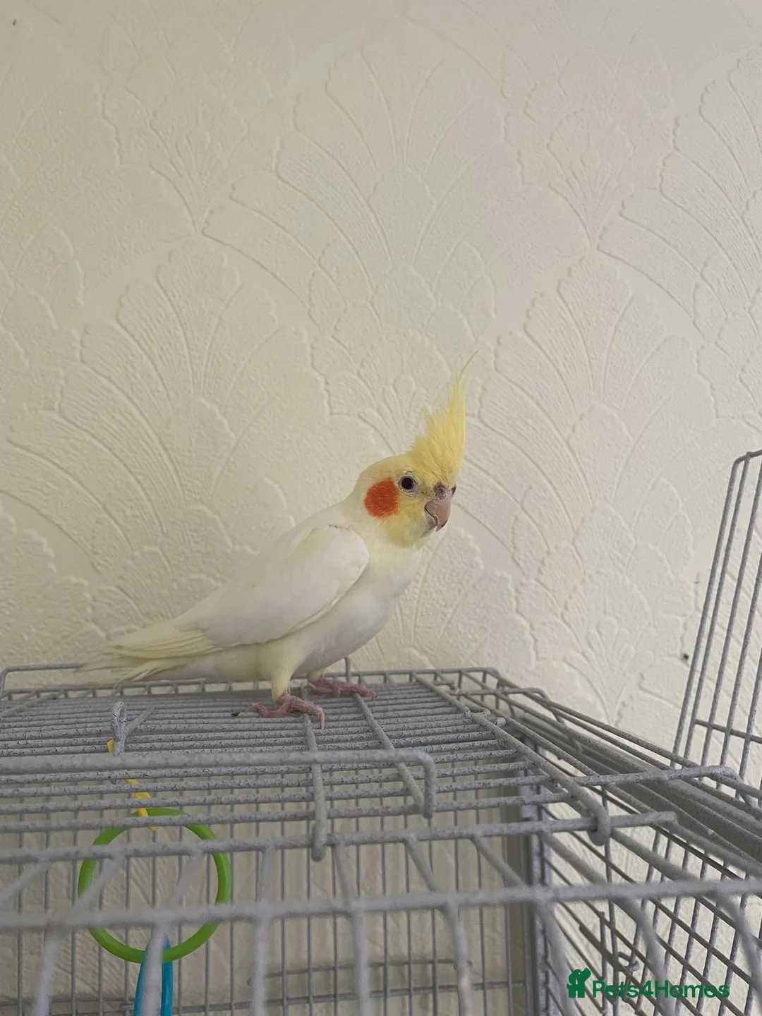 Cockatiels birds for sale: Cockatiel with cage - Advert 1