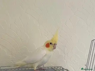 Cockatiels birds Cockatiel with cage - Advert 12