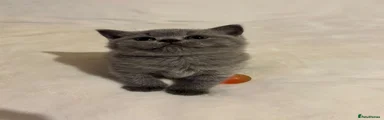 British Shorthair 1