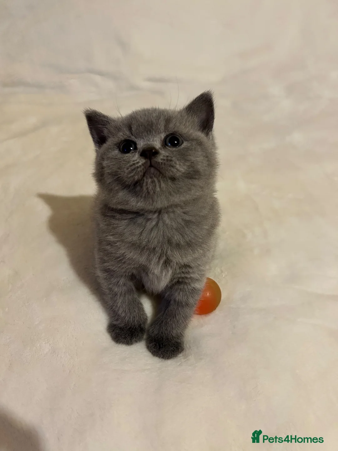 British Shorthair cats for sale: 🐾 Beautiful British Shorthair Kittens 🐾 in Huddersfield - Advert 2