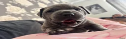 Staffordshire Bull Terrier dogs for sale: Staffordshire bull terrier puppies boy/girl  - Advert 30