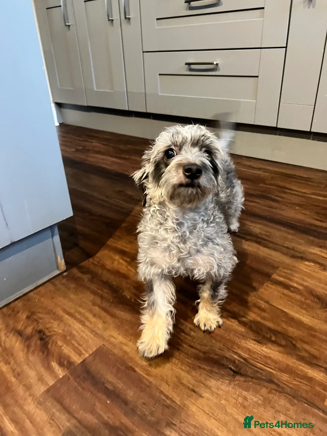 Mixed Breed dogs for sale: Looking for a Loving New Home for Our Little Girl - Advert 2