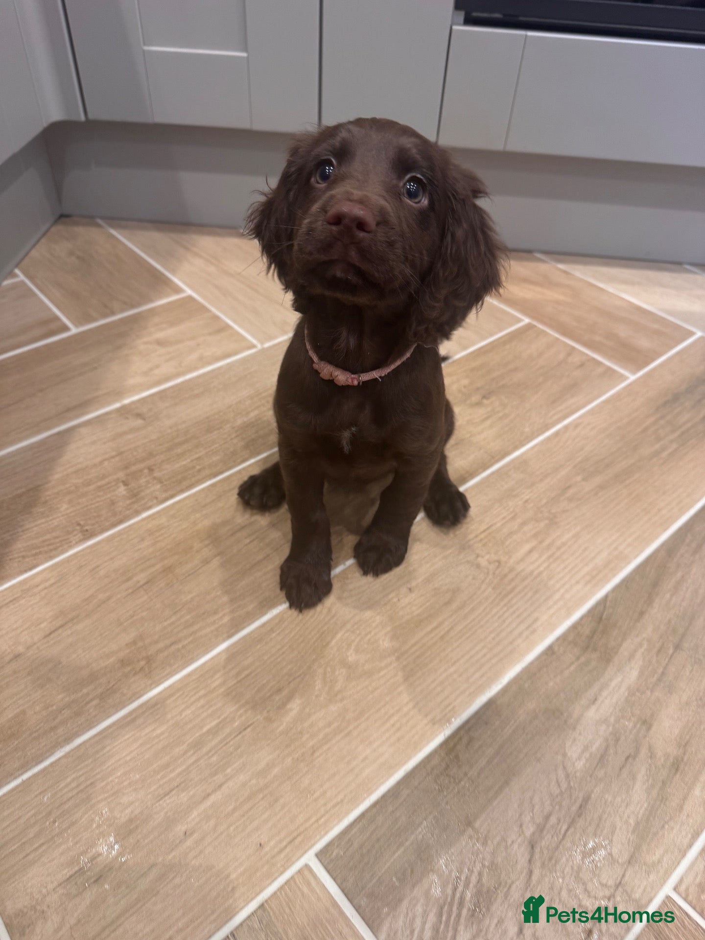 Sprocker dogs One beautiful sprocker girl left🤍Ready to leave🐾 - Advert 5