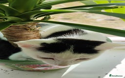 Mixed Breed cats for sale: 5 lovely kittens - Image 4