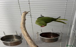 Ringnecks birds for sale: Indian Ringneck  - Image 2