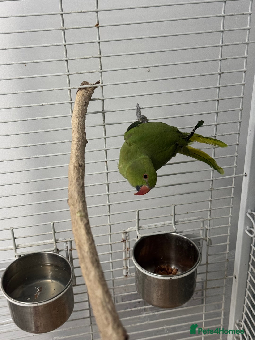 Ringnecks birds for sale: Indian Ringneck  - Image 2