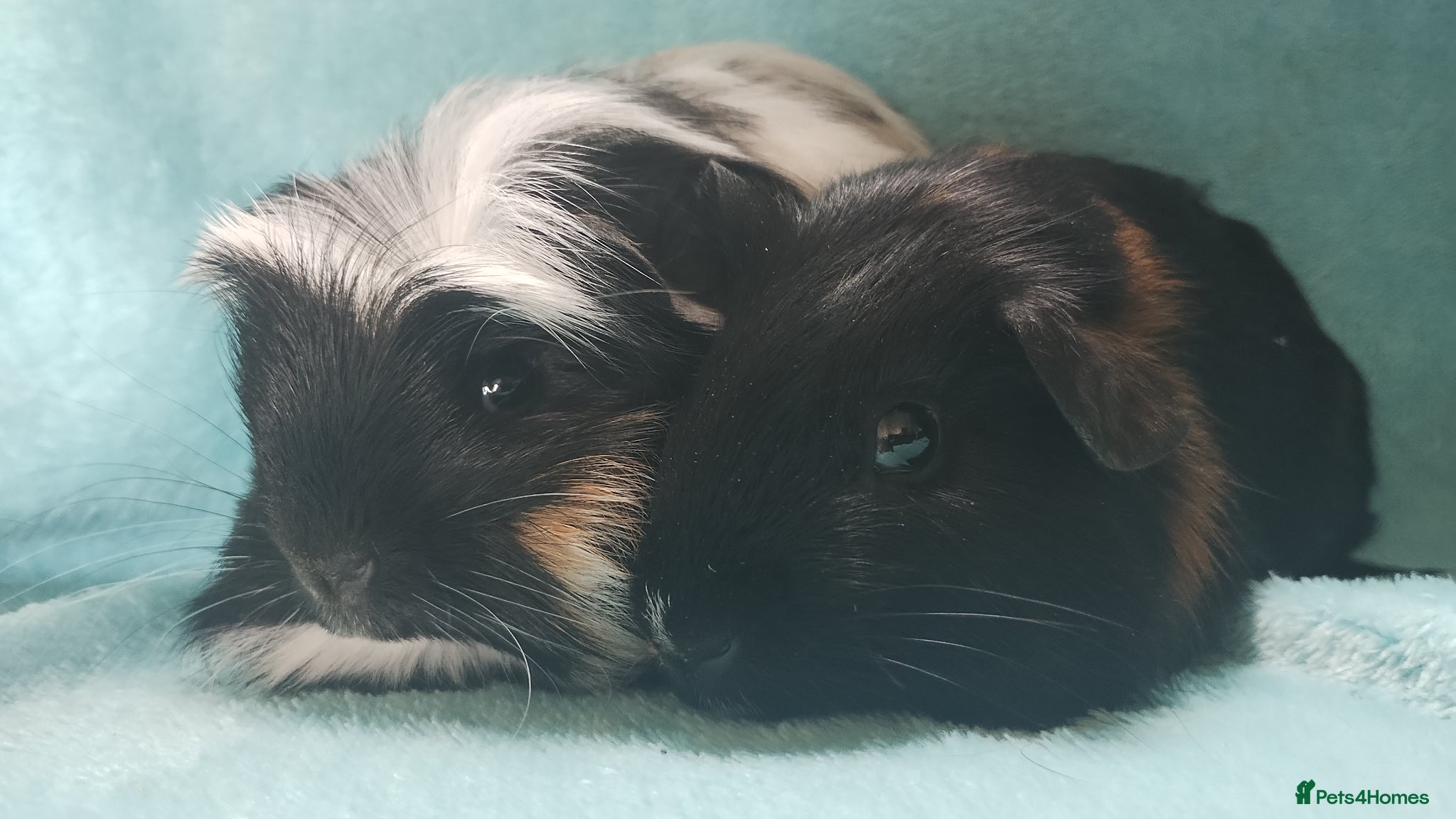 Guinea Pig rodents Boy guinea pigs  - Advert 21