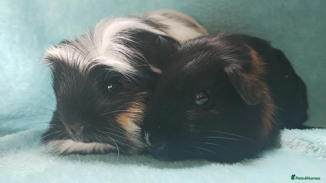 Guinea Pig rodents for sale: Boy guinea pigs  - Advert 1