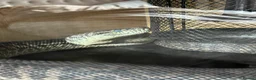 Python Snake reptiles for sale: Male Carpet Python - Advert 5