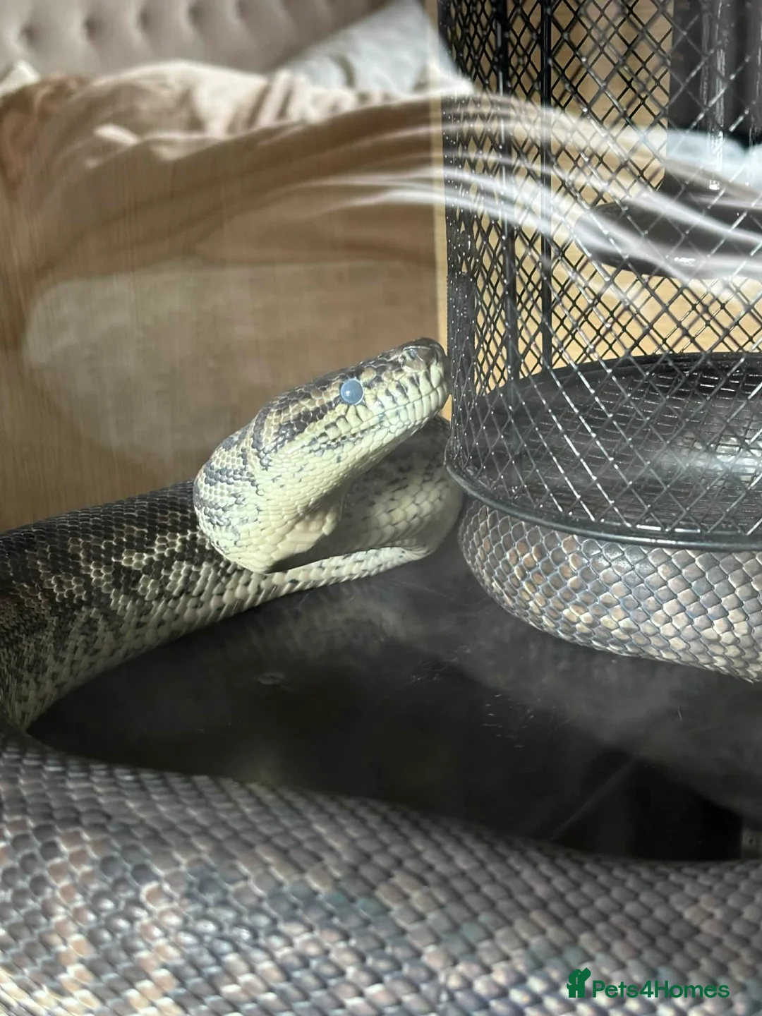 Python Snake reptiles for sale: Male Carpet Python - Advert 5
