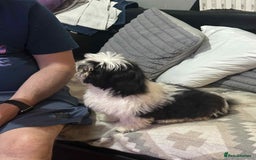 Shih Tzu dogs for sale: Shihtzu  - Image 3