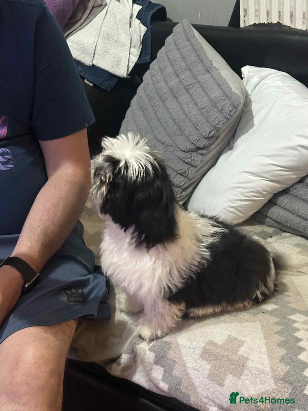 Shih Tzu dogs for sale: Shihtzu  - Image 3