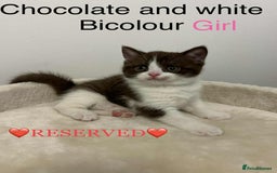 British Shorthair cats for sale: BSH Kittens - Image 5