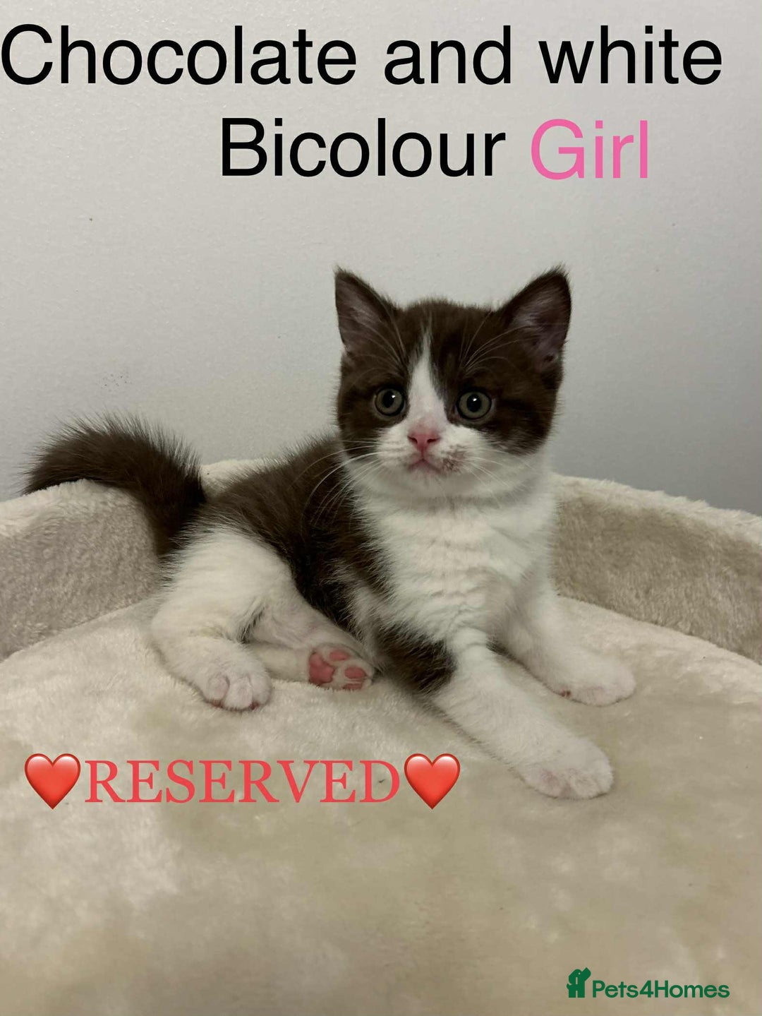 British Shorthair cats for sale: BSH Kittens - Image 5